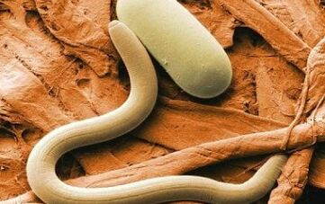 Виды контактных паразитов в организме человека