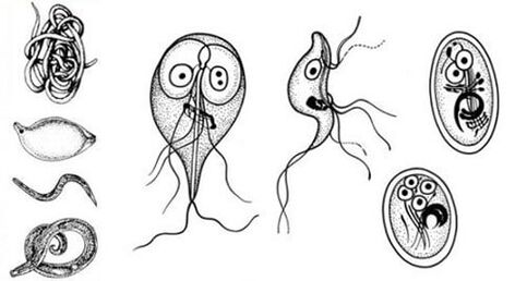 Простейшие паразиты в организме человека. 