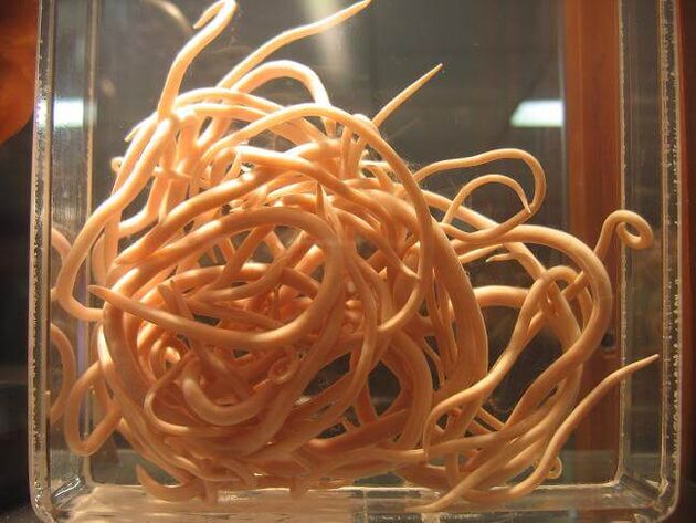 Нематоды – это черви, относящиеся к классу нематод. 