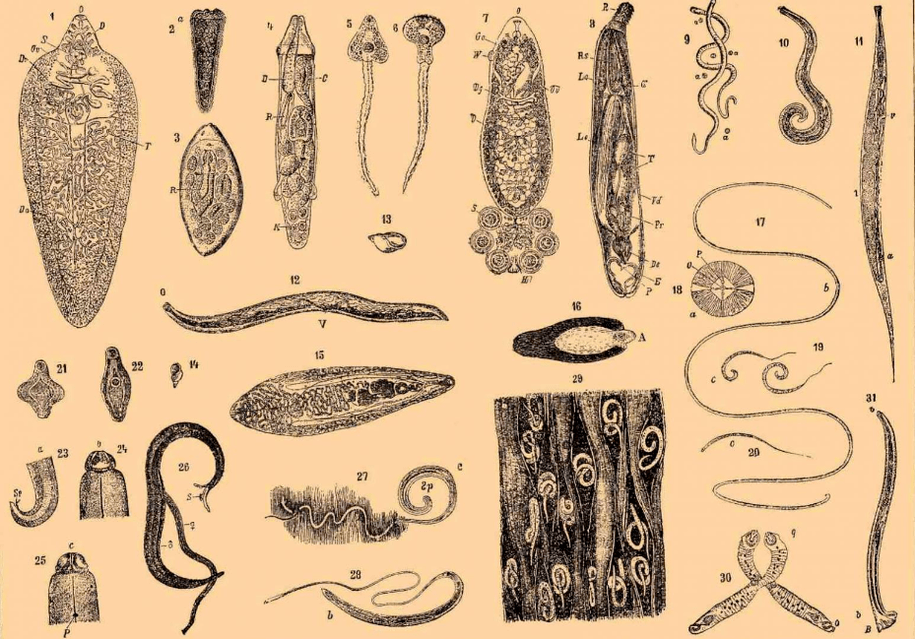 Виды червей, обитающих в организме. 